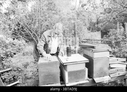 Mann mit Bienenstöcken, Whizgle News, Dutch Desk, Niederlande, 1950 - 2000 im Jahr 1986. Das Bild enthält diese Themen. Die Szene fängt einen Moment in einer natürlichen Umgebung im Freien ein, die in weiches, diffuses Licht getaucht ist, was wahrscheinlich auf einen bewölkten Tag hinweist. Im Vordergrund ist eine Person, die in einer getragenen Jacke und einem hellen Hemd gekleidet ist, mit der sorgfältigen Aufgabe beschäftigt, eine Reihe von Holzbienhäusern zu pflegen. Ihr fokussierter Ausdruck deutet auf eine tiefe Konzentration auf die anstehende Aktivität hin. Die Bienenstöcke sind in ordentlichen Reihen gestapelt, jeder zeigt Gebrauchsspuren mit rustikalen Holzoberflächen, einige mit i bemalt Stockfoto