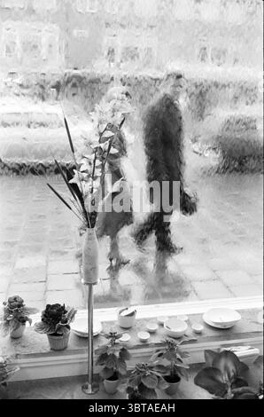 Eisblumen auf einem großen Fenster sehen Passanten sie an., Whizgle News, Dutch Desk, Niederlande, 1950 - 2000. Das Bild enthält diese Themen. Durch eine neblige Glasscheibe entfaltet sich eine gedämpfte Szene. Die Oberfläche ist gesprenkelt und wellig, wodurch die Ansicht nach außen verzerrt wird. Die Sichtbarkeit ist begrenzt, aber schwache Silhouetten von zwei Personen, die nebeneinander laufen, entstehen. Eine Figur trägt in einem dunklen Mantel eine Tasche, während die andere in einem helleren Outfit in Gesprächen zu sein scheint oder mit ihrer Umgebung beschäftigt zu sein. Im Vordergrund verleiht eine minimalistische Anordnung von Topfpflanzen dem Th einen Hauch von Leben Stockfoto