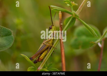 Leuchtend grüne Grashüpfer, die auf einer Pflanze zwischen Blättern und Stämmen thront, Nahaufnahme der Tiere, ideal für Naturfotografie-Themen Stockfoto