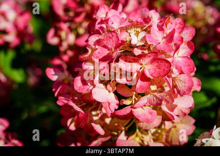 Pink Hortensie Blossom Eine Explosion von Blumenschönheit im Garten, Sommerblüte Stockfoto