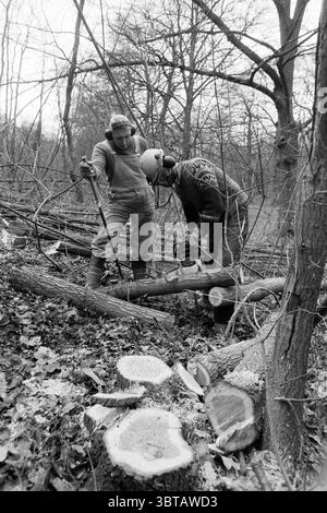 Ökologische Waldbewirtschaftung Groenendaal Groenendaal, Whizgle News, Dutch Desk, Niederlande, 1950 - 2000 am 19-12-1990. Das Bild enthält diese Themen. Die Szene zeigt zwei Personen, die in einem bewaldeten Gebiet arbeiten, umgeben von einem Gewirr von Ästen und Baumstämmen. Der Boden ist mit gefallenen Blättern und Sägemehl bedeckt, Überreste ihrer Arbeit. Eine Person beugt sich über einen umgestürzten Baumstamm und überprüft ihn genau, während die andere in der Nähe steht und eine Motorsäge bedient. Die Person, die die Motorsäge verwendet, trägt Schutzausrüstung, einschließlich Helm und Gehörschutz, was die Notwendigkeit der Sicherheit unterstreicht Stockfoto