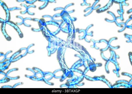 3D-Rendering transparentes Chromosom x enthält dna-Strang im Inneren auf weißem Hintergrund Stockfoto