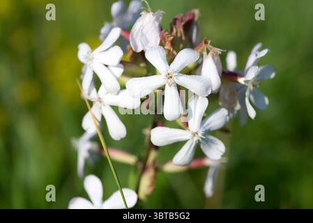 soapwort, Saponaria officinalis, weiße Blüten-Nahaufnahme selektiver Fokus Stockfoto