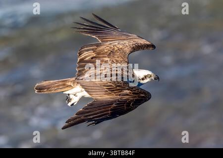 Eastern Osprey im Flug über einen australischen Strand von Sydney Stockfoto