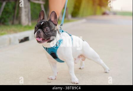 Eine französische Bulldogge spaziert mit ihrem Besitzer in einem Stadtpark an einem sonnigen Tag. Haustierfreundliche Räume im Hintergrund. Französisches Bulldog-Konzept. Stockfoto