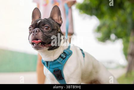 Eine junge Frau, die mit ihrer schwarz-weißen französischen Bulldogge im Park steht. Selektiver Fokus. Stockfoto