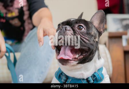 Schuss einer Frau, die auf dem Sofa sitzt und ihre französische Bulldogge in der Nähe ruht und gähnt, sich wohl fühlt. Stockfoto