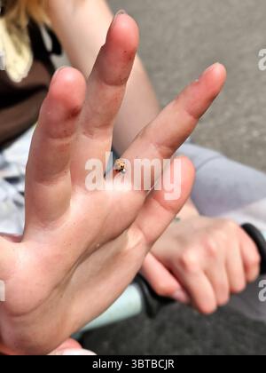 Marienkäfer krabbelt auf der Hand einer Person, gefangen in einer Nahaufnahme im Freien. Das Foto zeigt eine sanfte Interaktion mit der Natur und betont das kleine Stockfoto