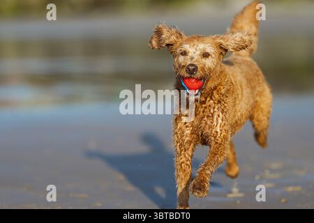 Ein Urlaubshund, der Spaß am Strand in Sheringham, North Norfolk, Großbritannien hat. Stockfoto
