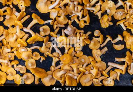 Frisch geerntete Pfifferlinge, die auf einem Blech verteilt sind und zum Trocknen oder Kochen bereit sind. Essbare Wildpilze, saisonale Waldprodukte Stockfoto