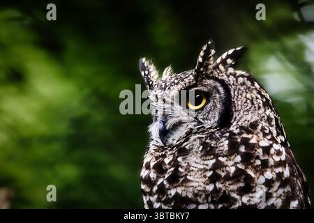 Eulen Portrait Kreaturen der nächtlichen Tierwelt Nachtjäger Wald Natur Stockfoto