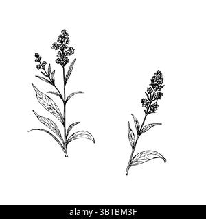 Wildblumen mit Blättern, eine Reihe von Silhouetten, eine schwarz-weiße Skizze. Vektorabbildung. Wermut, Wiesenblume, isoliert auf weißem Hintergrund Stock Vektor