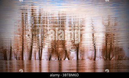 Reflexion hoher schlanker Bäume auf halb mit dünnem Eis bedeckter Wasseroberfläche. Februar, See Ovcary, Tschechische republik. Umgekehrte Ansicht. Stockfoto