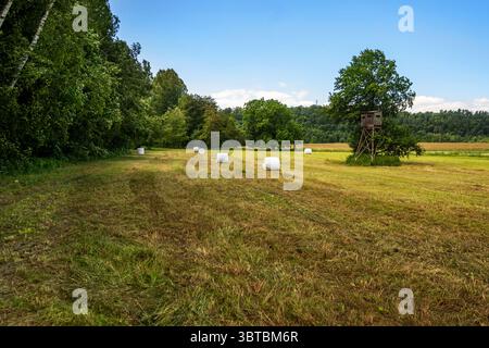 Auf der gemähten Wiese liegen Grasballen, rechts ein Baum mit Jagdsitz. Am Sommertag Tschechien. Stockfoto