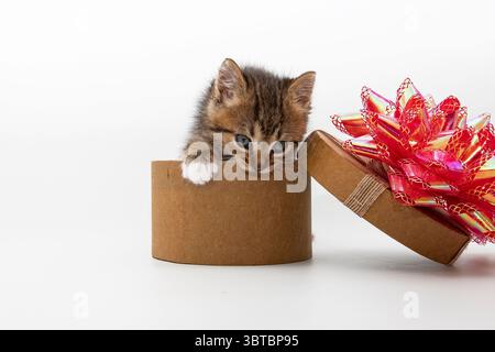 Entzückendes Tabby-Kätzchen, das neugierig aus einer braunen runden Geschenkbox mit einem großen roten Band blickt. Perfekt für Urlaub, Haustieradoption oder Kindermotive Stockfoto