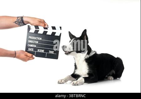 Junge Border Collie und Film Clap Board vor weißem Hintergrund Stockfoto