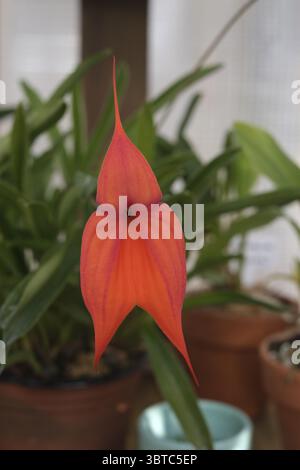 Orchidee Blume Stockfoto