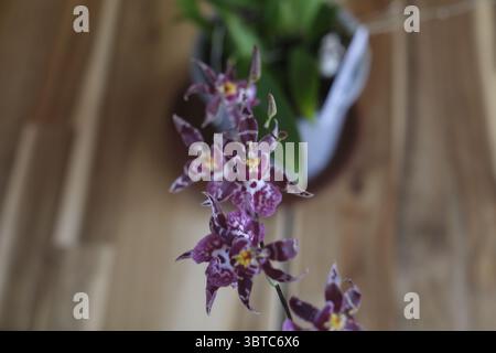 Orchidee Blume Stockfoto