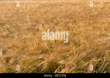 Feld mit fast reifer Gerste, winkt im Sommerwind Stockfoto