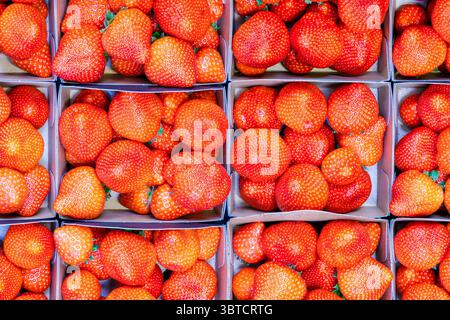 Blick von oben auf die frisch gepackten niederländischen Erdbeeren Stockfoto