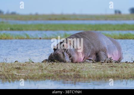 Großes Nilpferd, das neben dem Wasser der roten Sonnenhaut am Chobe River in Botswana liegt, männlicher Bulle hat geschlossene Augen, Seitenansicht. Chobe River, Botswana, Afrika Stockfoto