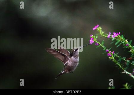 30. August 2020, Memphis, Tennessee, USA: Ein Vogel hält während der Kolibri-Wanderung am 30. August 2020 durch die südstaaten in der Nähe des Flyway in Tennessee. (Kreditbild: © Karen Focht/ZUMA Wire) Stockfoto