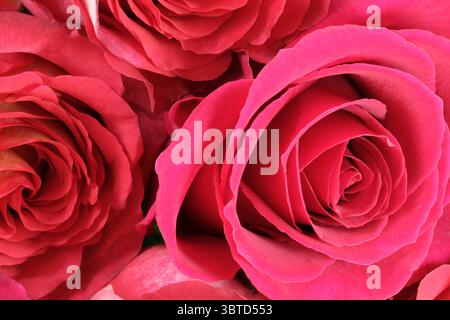 Detaillierte Ansicht mehrerer rosafarbener Rosen. Stockfoto