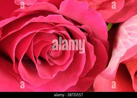 Detaillierte Ansicht einer leuchtenden rosa Rose in voller Blüte. Stockfoto