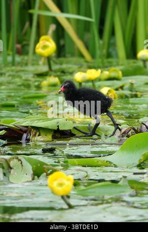 Gemeine Moorhenküken (Gallinula chloropus), die auf Lilienpads zwischen gelben Seerosen in einem Feuchtgebiet spazieren, Sommer in Großbritannien. Stockfoto