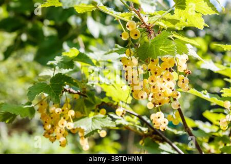 Süße weiße Johannisbeere am Zweig im Sommer. Gartenumgebung im Freien mit Reifen Bio-Beeren. Sonniger Tag. Gesunde, selbst angebaute Lebensmittel. Lecker und saftig Stockfoto