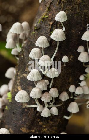 15. Juni 2011, Bajos Del Toro, Provinz Alajuela, Costa Rica: Kleine weiße Pilze bedecken den Stamm eines Baumes im feuchten Regenwald Costa Ricas. (Kreditbild: © Jon G. Fuller, Jr/VW Bilder via ZUMA Wire) Stockfoto