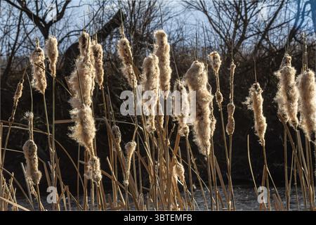 Hohe, breitblättrige Welpen stehen stolz in einem ruhigen Feuchtgebiet, in dem ihre flauschigen braunen Spitzen zu sehen sind, während das Sonnenlicht durch Bäume entlang des Wassers fließt Stockfoto