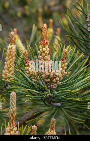 Schottenkiefernzweige zeigen Gruppen von männlichen und weiblichen Kegeln inmitten von leuchtend grünen Nadeln, die neues Wachstum in einer Frühlingslandschaft zeigen. Stockfoto