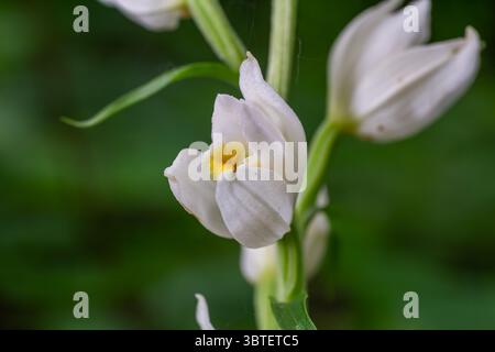 Das weiße Helleborine zeigt seine eleganten glockenförmigen Blüten inmitten grüner Blätter in einer ruhigen Waldlandschaft, die typisch für Frühlingsvorstellungen ist. Stockfoto