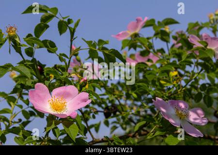 Rosa canina, auch bekannt als Dog Rose, zeigt zarte rosa Blüten auf Dornstämmen in voller Blüte vor dem Hintergrund des sonnigen blauen Himmels im Frühling. Stockfoto