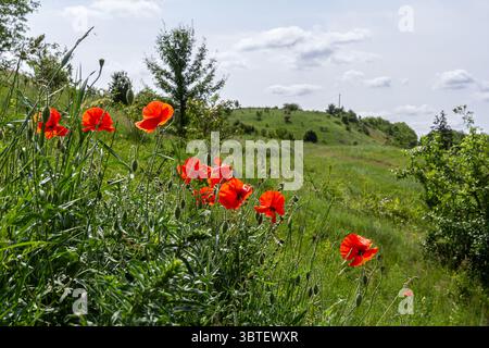 Schlanker Maismohn färbt das grüne Feld mit leuchtenden Rottönen unter klarem blauem Himmel und verleiht der ländlichen Landschaft im späten Frühjahr Schönheit. Stockfoto