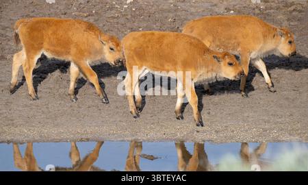 Buffalo (Bison Bison) Kalbsspiele. Juni im Yellowstone-Nationalpark, Wyoming. Stockfoto