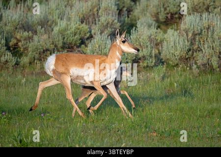 Pronghorn (Antilocapra americana) Mutter mit neugeborenem Rehkitz. Kurz nach Sonnenaufgang im Juni im Yellowstone-Nationalpark, Wyoming. Stockfoto