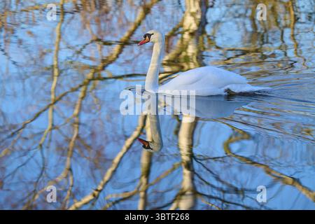 Schwan (Cygnus olor), schwimmt in einem Gewässer, umgeben von reflektierten Ästen, Reinheimer Teich, Reinheim, Hessen, Deutschland Stockfoto