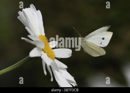 Ein kleiner Weißer (Pieris rapae) fliegt auf die Blüte eines Gänseblümchens (Leucanthemum), Hessen, Deutschland Stockfoto