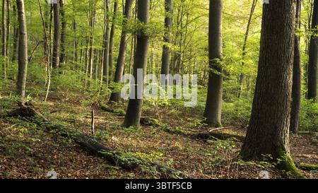 Wald mit vielen Buchen, sonniges Wetter. Hollmuth, Neckargemuend, Kleiner Odenwald, Baden-Württemberg, Deutschland Stockfoto