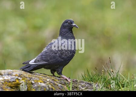 Holztaube (Columba palumbus), Jungvogel im jungen Gefieder, sitzend auf einem Stein, Pillberg, Pille, Tirol, Österreich Stockfoto