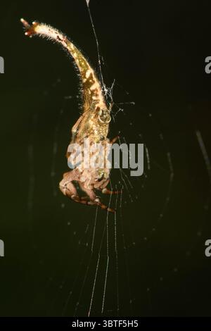 Skorpionschwanzspinne weiblich im Web. Stockfoto