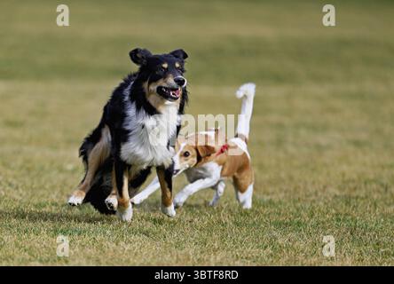 Mischhund zwischen Border Collie und Australian Shepherd spielt mit Beagle in der Schweiz Stockfoto