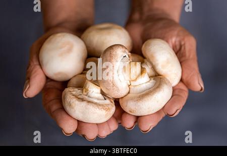 Die Frau hält weiße Pilze in den Händen und bereitet sie zum Kochen vor. Die Hand des Mannes hält Champignon-Pilz. Frau mit Pilz, Champignon Stockfoto
