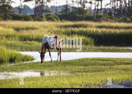 10. August 2019 – Assateague Island – etwa 150 wilde Ponys leben auf dem Maryland-Teil von Assateague und werden relativ wild gehalten, ohne dass viel menschliches Eingreifen erforderlich ist. Weitere 150 leben auf der Seite von Virginia. (Bild: © NASA Earth/ZUMA Wire/ZUMAPRESS.com) Stockfoto