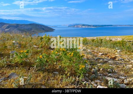 Goldene Distel (Scolymus hispanicus) gelb blühende Pflanzen auf der Insel Krk mit der Adria und der Insel Rab dahinter in Kvarner, Kroatien Stockfoto