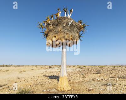 Köcherbaum (Aloidendron dichotomum) mit einem riesigen Nest geselliger Weber (Philetairus socius). Flachwinkelansicht aus der Luft. Drohnenaufnahme. Gondwana Canyon Park, Stockfoto