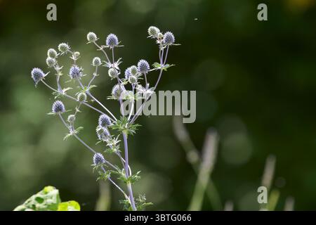 Blauer Eryngo (Eryngium planum) Stockfoto