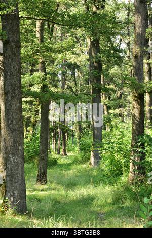Friedlicher, grüner Waldweg mit hohen Bäumen, frischem Laub und natürlichem Licht, das durch die Blätter filtert, schafft eine ruhige und lebendige Outdoor-Szene Stockfoto